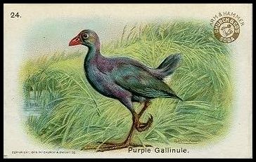 24 Purple Gallinule